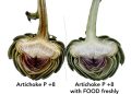 Food Freshly supports Italian food industry via nature-based shelf-life solution for key vegetable ingredients