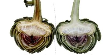 Food Freshly supports Italian food industry via nature-based shelf-life solution for key vegetable ingredients