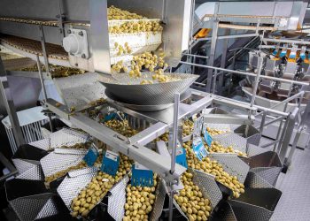 ISHIDA ACCURACY AND RELIABILITY OPTIMISE PRODUCTIVITY AND ELIMINATE BREAKDOWNS FOR OLIVE PRODUCER