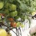 Abu Dhabi Agriculture and Food Safety Authority enhancing food security through food and fodder sampling resolution