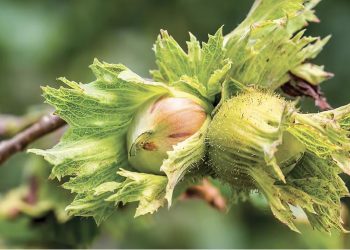 Ferrero launches new hazelnut sustainability commitments
