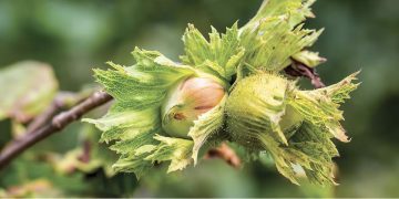 Ferrero launches new hazelnut sustainability commitments