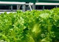 Greeneration Expands Operations with New Vertical Farm in Dubai