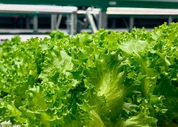 Greeneration Expands Operations with New Vertical Farm in Dubai
