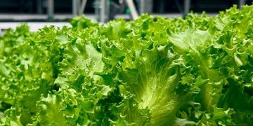 Greeneration Expands Operations with New Vertical Farm in Dubai