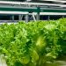 Greeneration Expands Operations with New Vertical Farm in Dubai