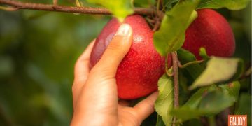 European apples remain a firm favourite with Middle Eastern consumers