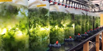 The blue-green sustainable proteins of seaweed may soon be on your plate