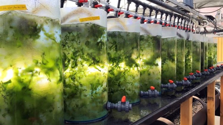 The blue-green sustainable proteins of seaweed may soon be on your plate