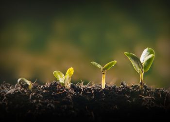 Dubai expo spices up regional organic products industry