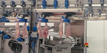 ALPINE reaches the top of anatomic leg processing