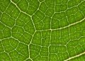 Tate & Lyle and BioHarvest announce partnership to drive the future of   ingredients through botanical synthesis technology