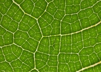 Tate & Lyle and BioHarvest announce partnership to drive the future of   ingredients through botanical synthesis technology