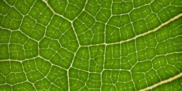 Tate & Lyle and BioHarvest announce partnership to drive the future of   ingredients through botanical synthesis technology