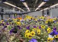 UNS Farms expands its Edible Flowers Range
