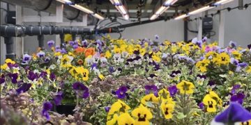 UNS Farms expands its Edible Flowers Range