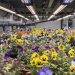 UNS Farms expands its Edible Flowers Range