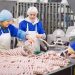 Prioritizing food safety performance at IFFA 2025