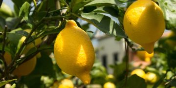 MycoTechnology’s ClearHT™ natural flavor modifier achieves FEMA GRAS status