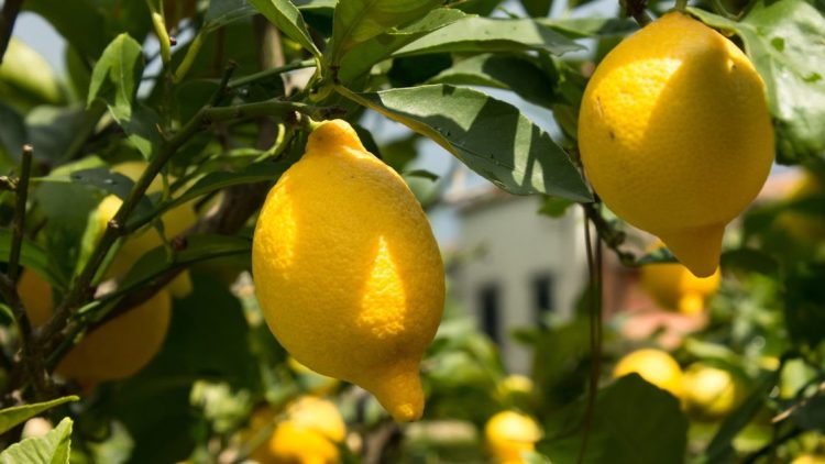 MycoTechnology’s ClearHT™ natural flavor modifier achieves FEMA GRAS status