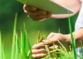 BENEO joins forces in ambitious sustainable rice farming project in Vietnam