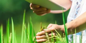 BENEO joins forces in ambitious sustainable rice farming project in Vietnam
