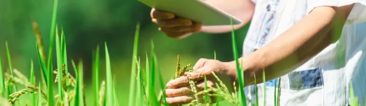 BENEO joins forces in ambitious sustainable rice farming project in Vietnam