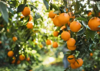 Tate & Lyle and Van Triest CirQlar extend partnership to advance circular food systems