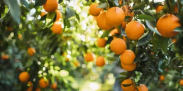 Tate & Lyle and Van Triest CirQlar extend partnership to advance circular food systems