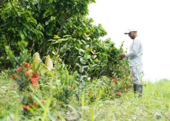 Mars and ofi Announce Strategic Collaboration to Accelerate Net Zero Cocoa in Ecuador