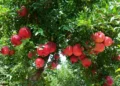 Botanical extracts for healthy ageing