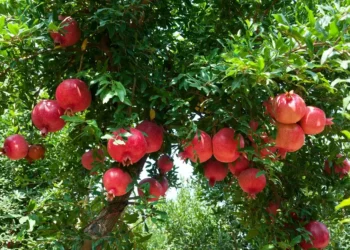 Botanical extracts for healthy ageing