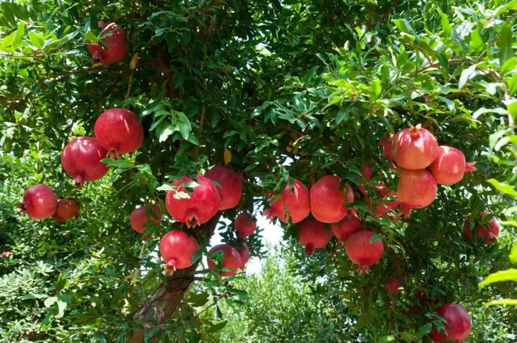 Botanical extracts for healthy ageing