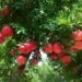 Botanical extracts for healthy ageing