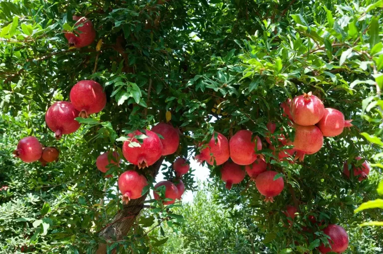 Botanical extracts for healthy ageing
