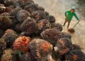 Sustainable Palm Oil: A Strategic Opportunity for the Middle East