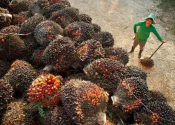 Sustainable Palm Oil: A Strategic Opportunity for the Middle East