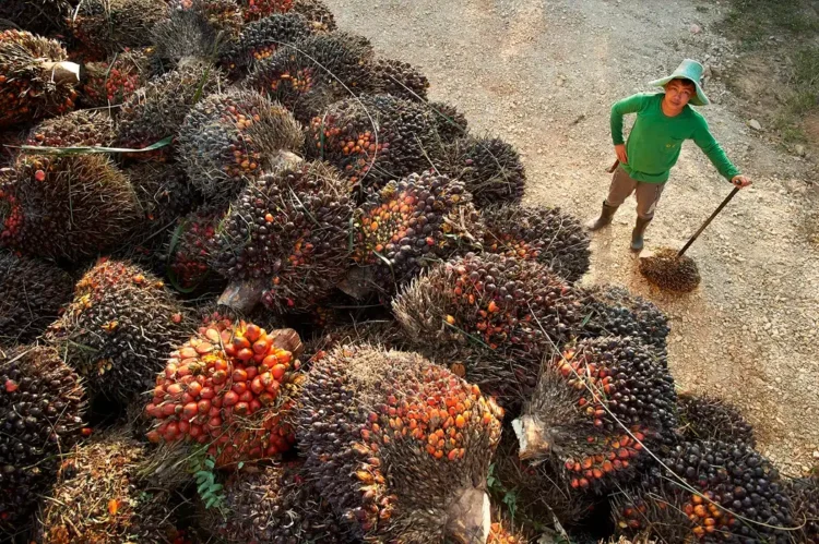 Sustainable Palm Oil: A Strategic Opportunity for the Middle East