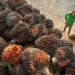 Sustainable Palm Oil: A Strategic Opportunity for the Middle East